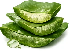 Priapus Gel — extracto de aloe vera (Aloe barbadensis)